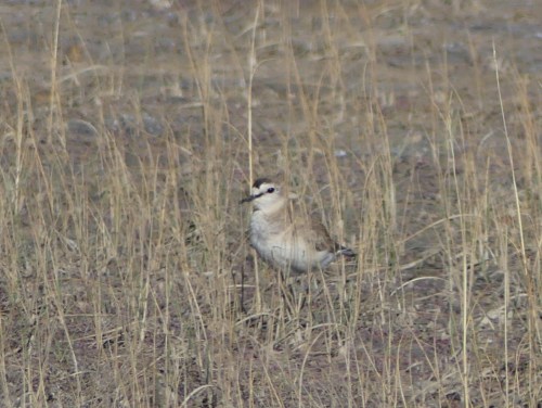Mountain Plover