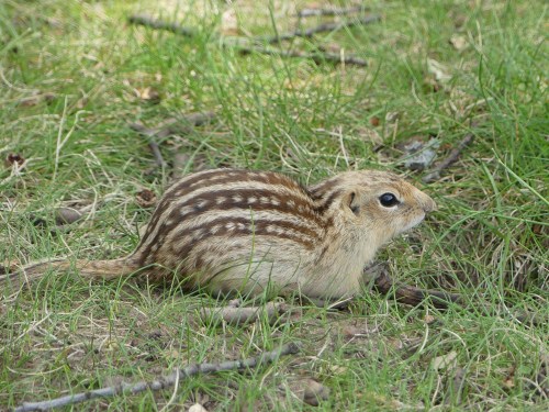 A Thirteen-lined Ground Squirrel at a rest stop in Wisconsin.