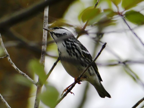 A nice rest stop bird, a male Blackpoll Warbler. They were so much easier to see in Minnesota than at home!