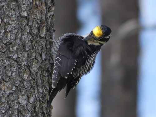 Papa Three-toed flew to a nearby tree to preen after leaving the nest cavity.