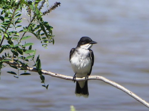 An Eastern Kingbird enjoys its perch over the Platte River.