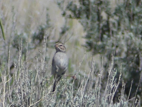 Brewer's Sparrow