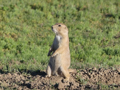 Update: The prairie dogs at Devils Tower are the same species that I saw at Grasslands National Park, Black-tailed prairie dogs.