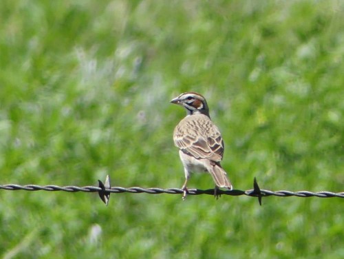 Lark Sparrow