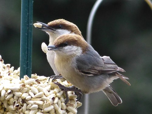 No, these particular birds were not my life Forsyth County Brown-headed Nuthatches, but you weren't going to keep reading without some cute photos, were you?