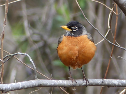 In the County Birding "game," an American Robin counts just as much as a rare bird.