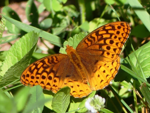 A Great Spangled Fritillary that Derek and I found near Boone in June 2016. We frequently encountered beautiful butterflies while searching for birds.