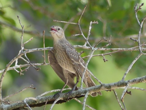 This young Brown-headed Cowbird appeared to be hot, too, on that sweltering day in Cumberland County.