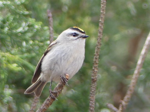 On a day of birding with Hop in Cleveland County, he pished up this Golden-crowned Kinglet.