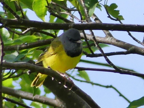 Our lovely Mourning Warbler on the Blue Ridge Parkway in Avery County
