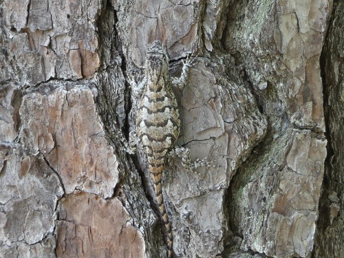 Eastern Fence Lizard at Carvers Creek State Park, a lifer lizard for me!