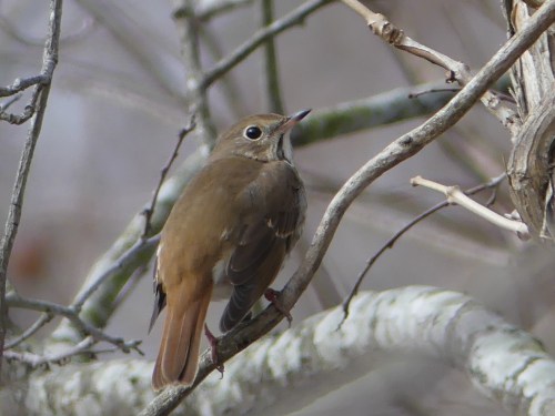 A pretty Hermit Thrush that Jeff and I found in Chowan County.