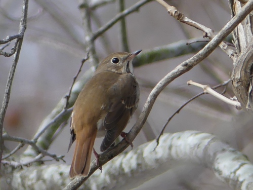 A pretty Hermit Thrush that Jeff and I found in Chowan County.