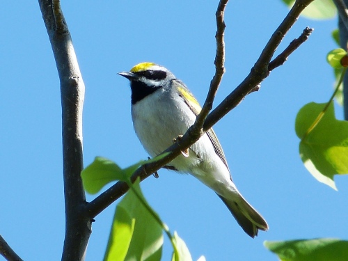 Cynthia and I spent a day with this Golden-winged Warbler in Watauga County