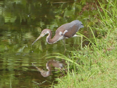My Forsyth County Tricolored Heron