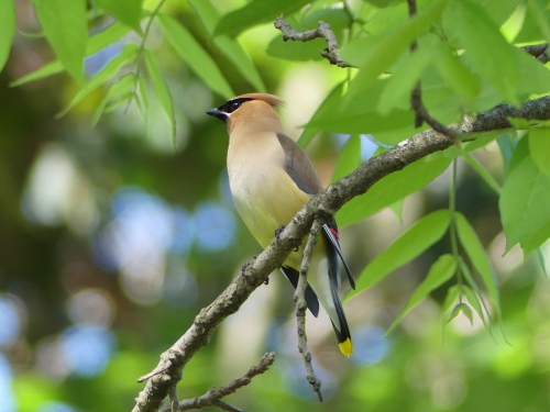 A lovely Cedar Waxwing found on the Bakersville Creek Walk in Mitchell County