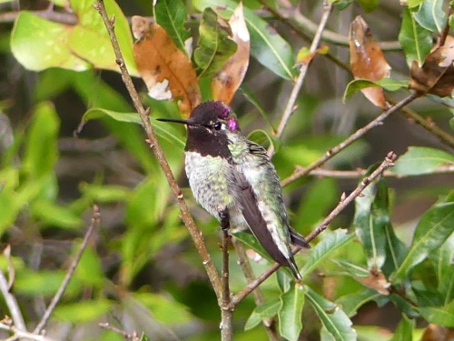 The Anna's Hummingbird that Derek and I drove to the NC coast to see
