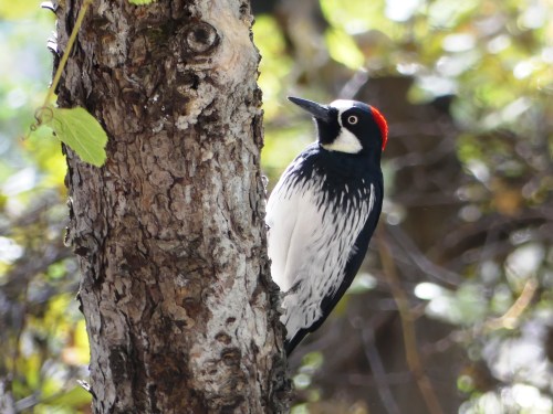 An Acorn Woodpecker at the George Walker House in the Chiricahua Mountains. A common western species, but always fun to see.
