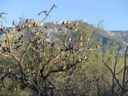The view from one of the trails at WOW Arizona. The tree in the foreground is overflowing with Mourning Doves.