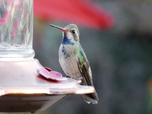 The many hummingbirds at WOW Arizona provided a good opportunity to study a few species up close. I especially liked this immature male Broad-billed Hummingbird.