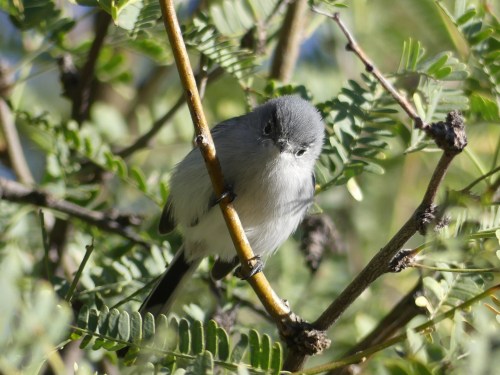 CJ, co-owner of WOW Arizona, helped me get good looks at Black-tailed Gnatcatchers.