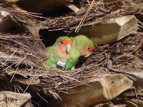 Rosy-faced Lovebirds nest in the palm trees.