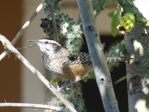I loved watching this Cactus Wren in a cactus in front of the house!