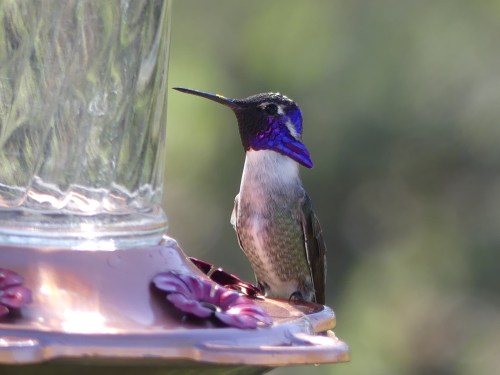 This adult male Costa's Hummingbird gave me my best looks ever for this species.
