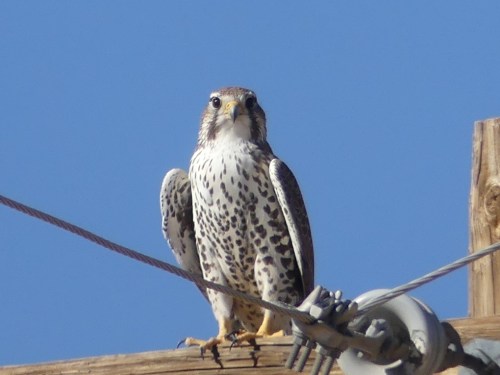 Prairie Falcon