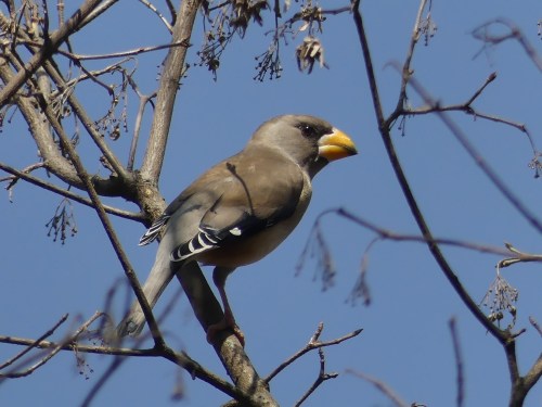 Yellow-billed Grosbeak