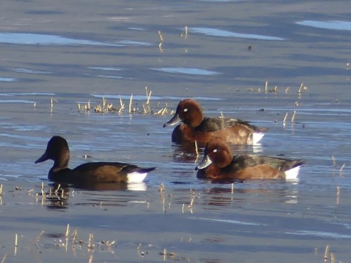 Ferruginous Ducks