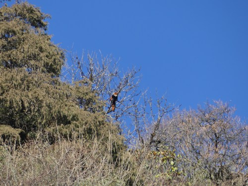 The Red Panda as seen from the road.
