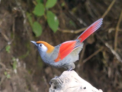 Red-tailed Laughingthrush. It's hard to believe, but these beauties were common at the blinds with half a dozen or so frequently in the feeding areas.