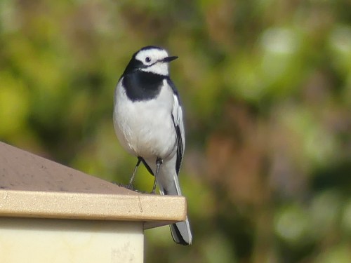 White Wagtail, Motacilla alba alboides