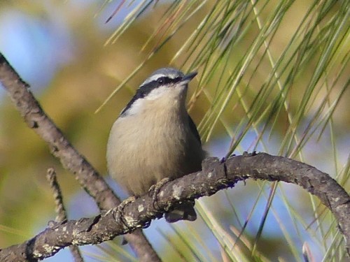 Yunnan Nuthatch