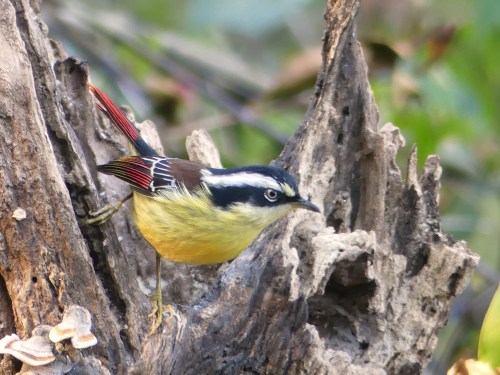 Red-tailed Minla. Such a smart and sophisticated-looking bird. I can't help assigning human-like personalities to some of these exotic Asian birds.