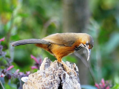 Black-streaked Scimitar-Babbler. I have been awed by scimitar-babblers ever since I first saw a Gray-sided Scimitar-Babbler in 2012. And, what a struggle it was to see that first one. Scimitar-Babblers are normally very shy birds.