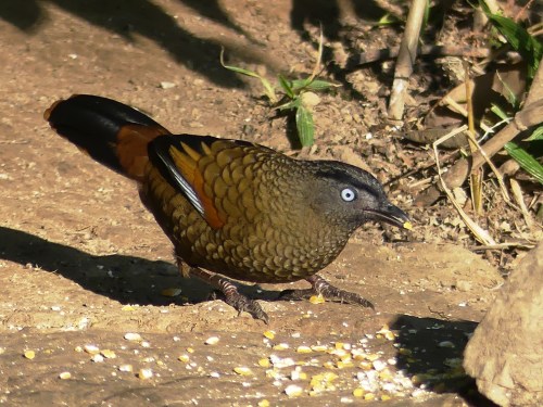 Blue-winged Lauthingthrush. Gorgeous and a little scary looking. Very shy compared to Red-tailed Laughingthrushes.