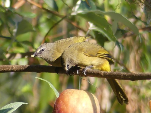 Flavescent Bulbuls enjoying an apple.