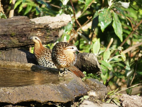 Everyone needs a drink, even shy species like these Mountain Bamboo-Partridges.