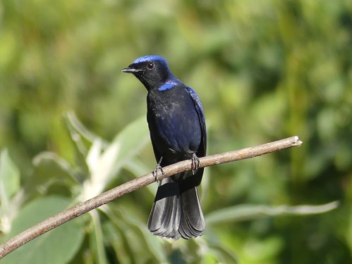Large Niltava (male)