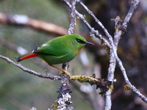 Fire-tailed Myzornis. Photo by John Hopkins.