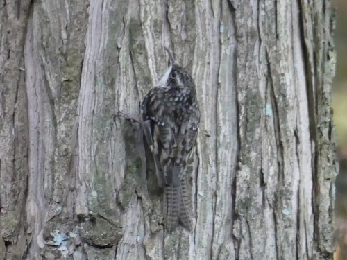 Bar-tailed Treecreeper