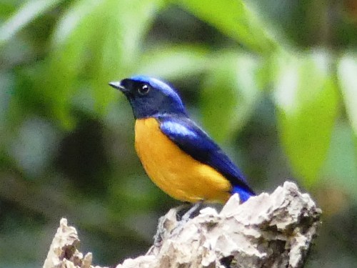 Rufous-bellied Niltava