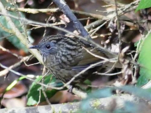 Streaked Wren-Babbler