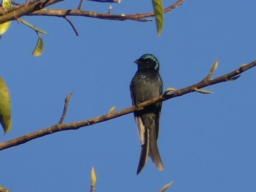 Bronzed Drongo