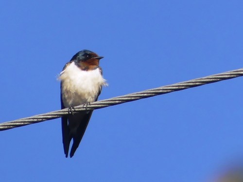 I love Barn Swallows with their white bellies in this part of the world.