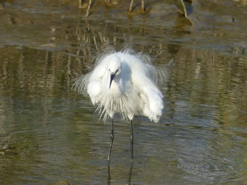 Little Egret, a common Asian bird that is quite similar to Snowy Egret.