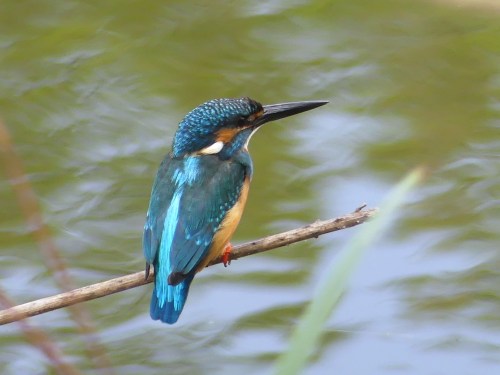 Common Kingfisher