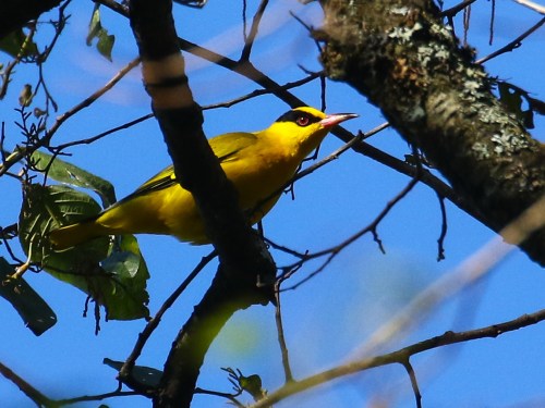 Slender-billed Oriole. Photo by John Hopkins.